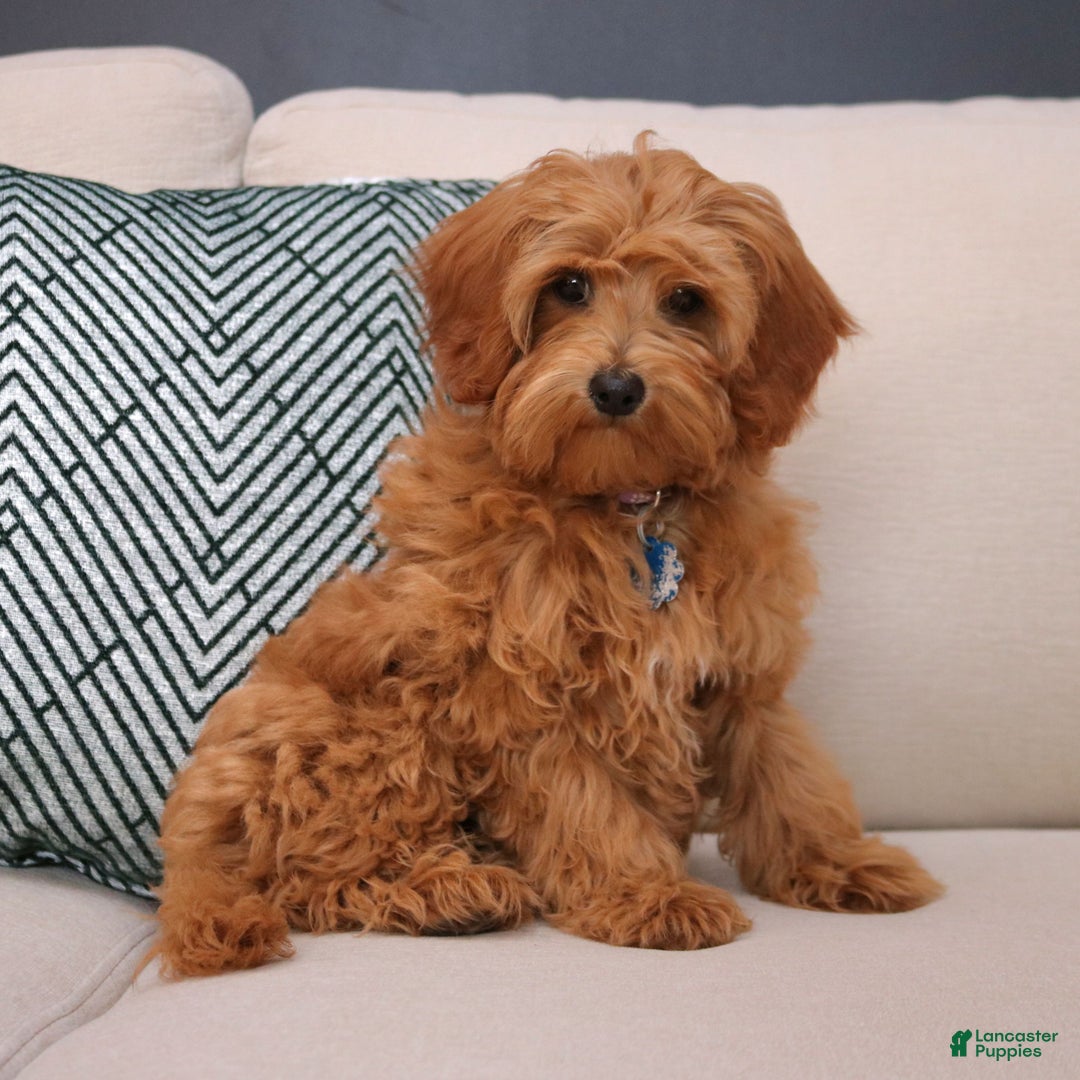 Cavapoo dogs for sale: Abby  - Ad 3