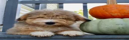Mini Aussiedoodle dogs for sale: Drake - Ad 5