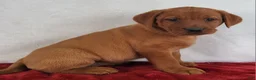 Labrador Retriever dogs for sale: Rani - Ad 9