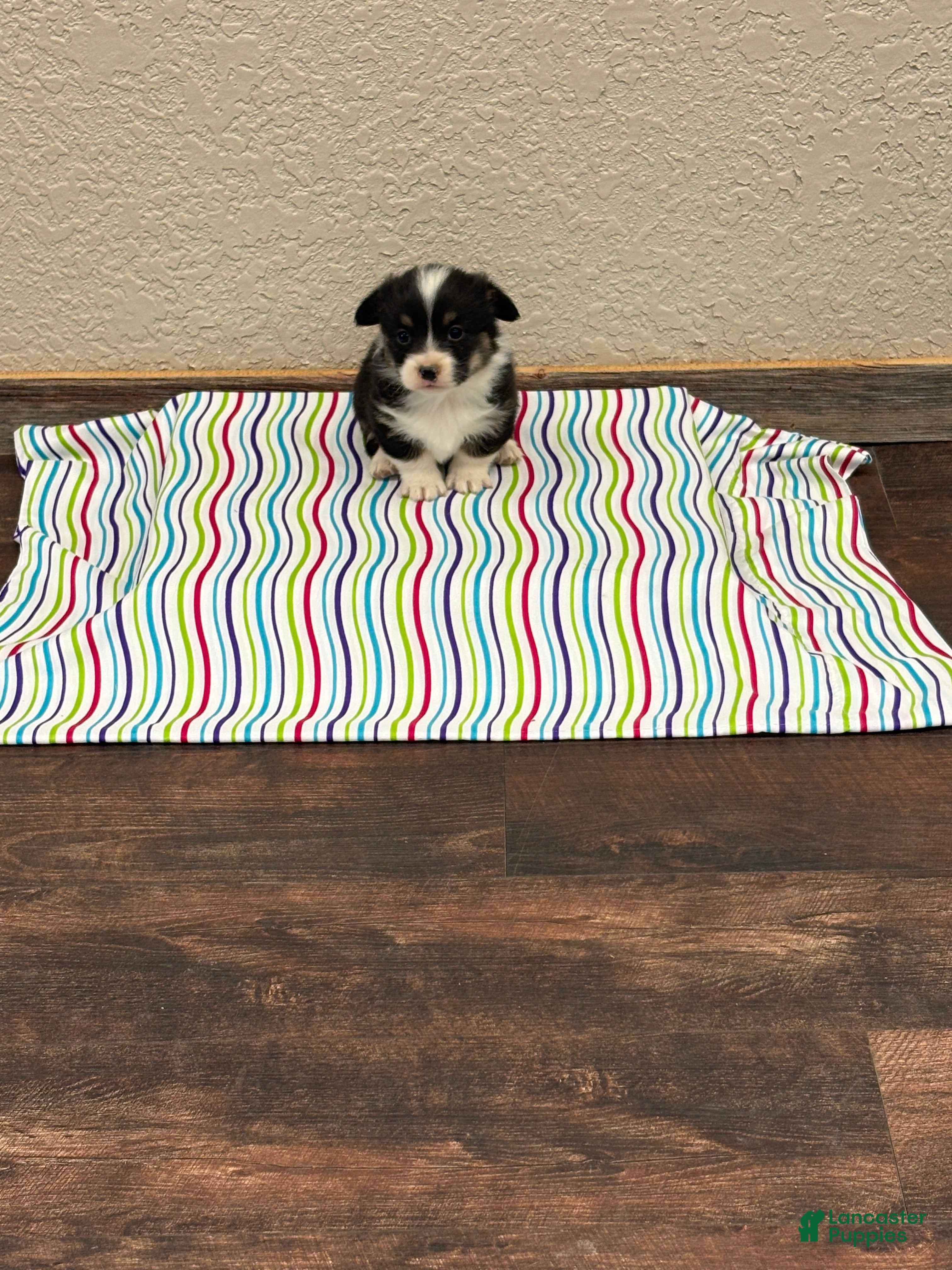 Welsh Corgi Pembroke dogs Sommer - Ad 2