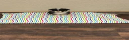 Welsh Corgi Pembroke dogs for sale: Sommer - Ad 2