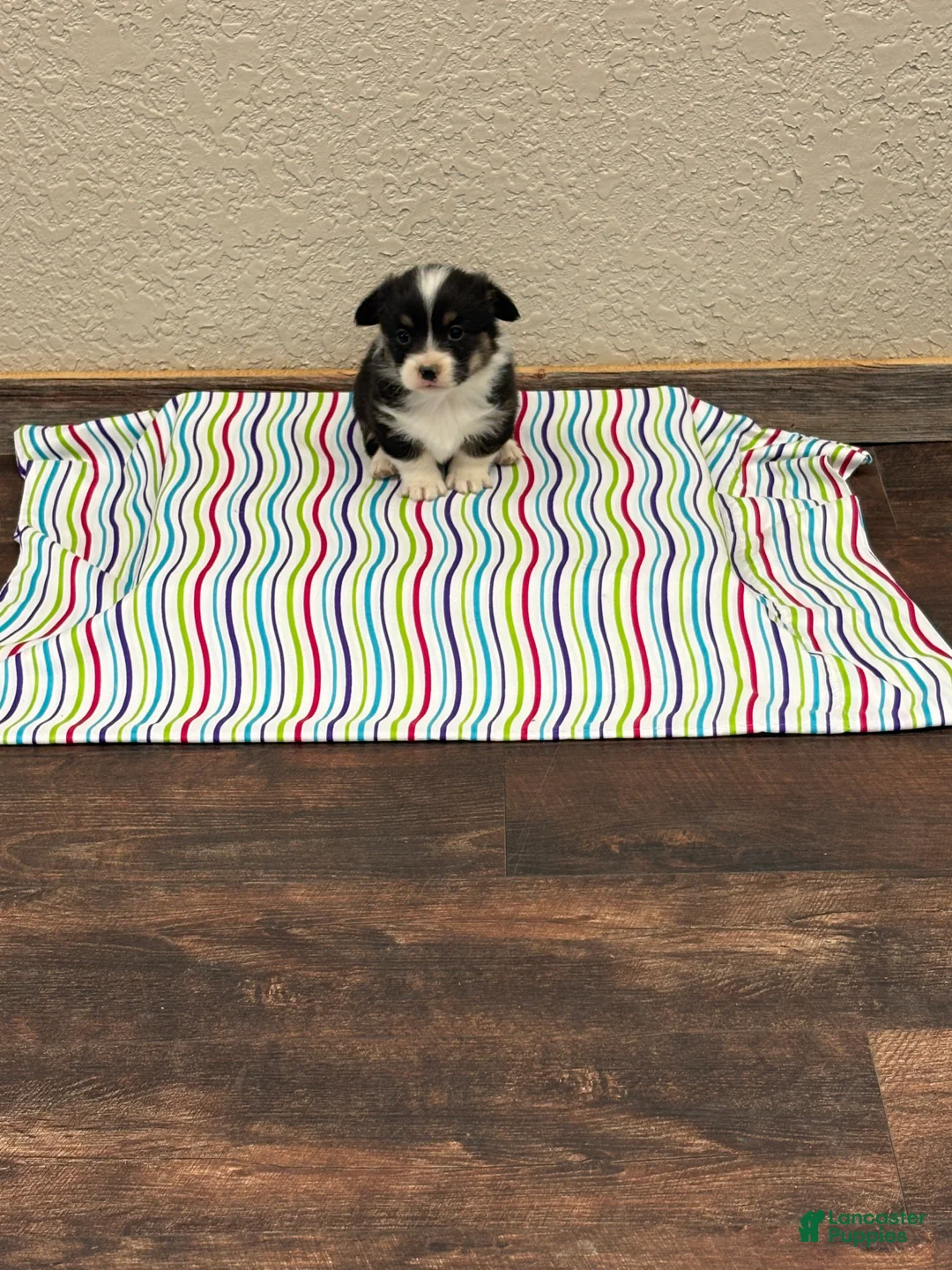 Welsh Corgi Pembroke dogs for sale: Sommer - Ad 2