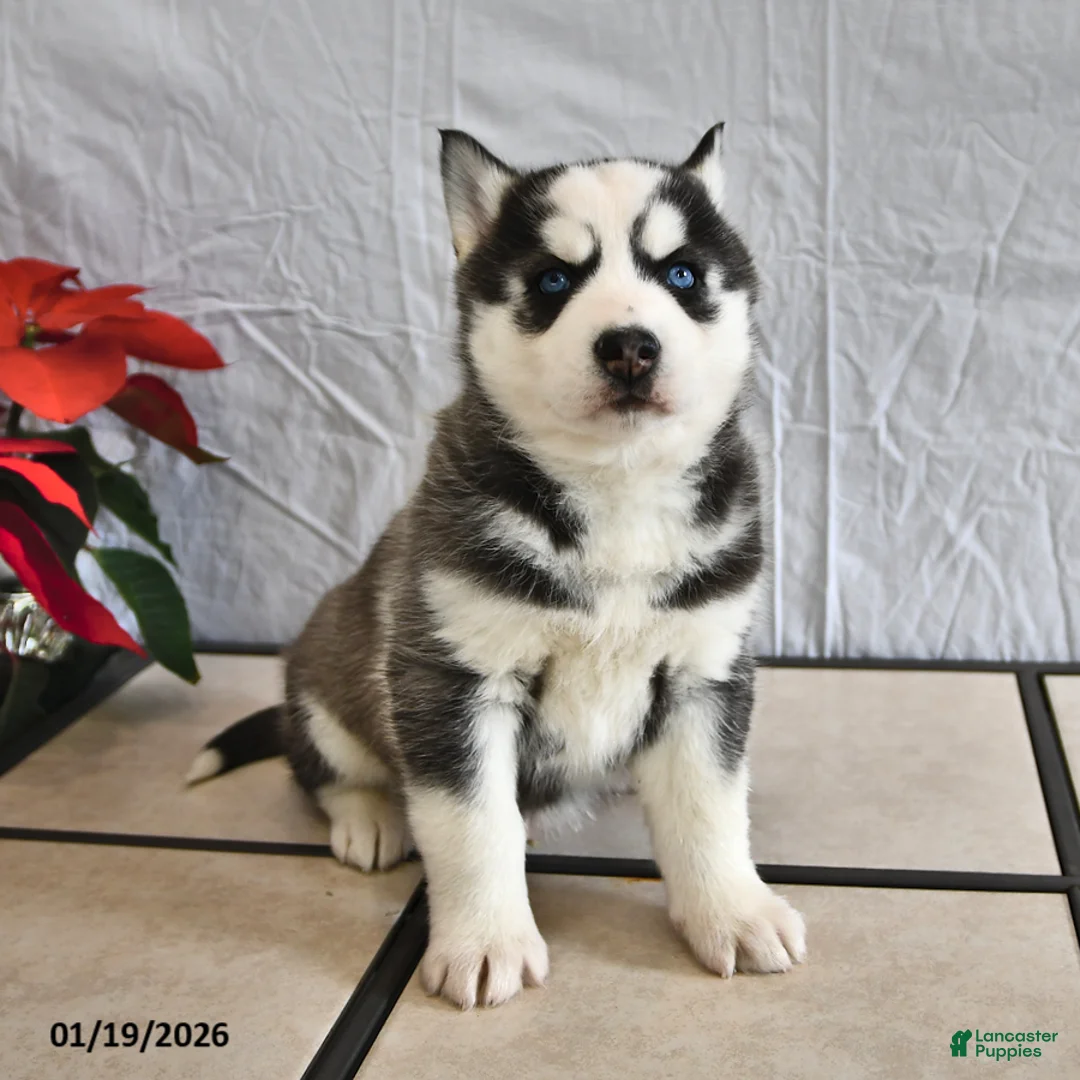 Siberian Husky dogs for sale: Ranger - Ad 2