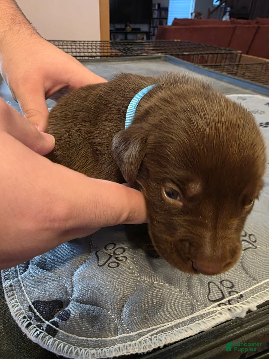 Labrador Retriever dogs for sale: L-blue - Ad 1