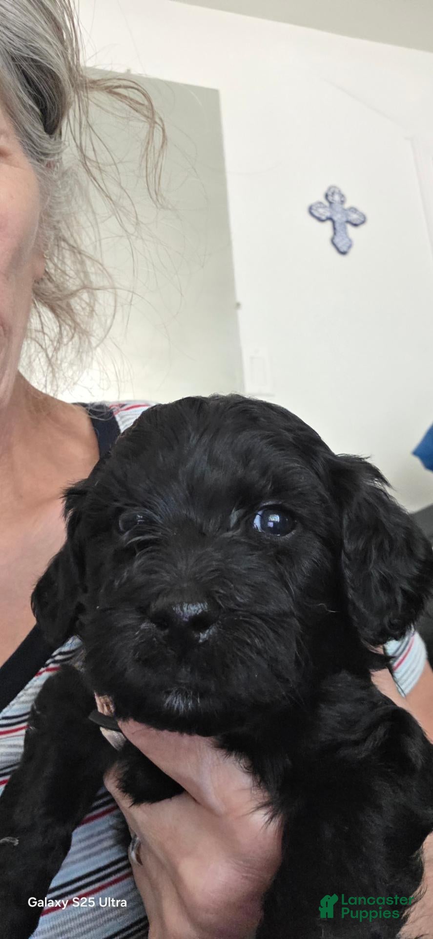 Mini Goldendoodle dogs Mini Goldendoodle 1 - Ad 2
