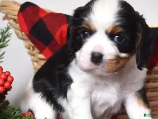 Cavalier King Charles Spaniel dogs Gwen - Ad 28