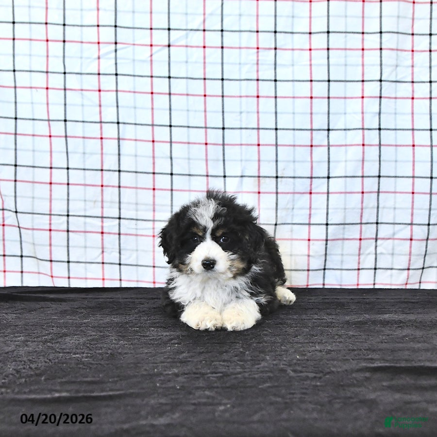 Mini Aussiedoodle dogs Willow  EXRTA SMALL - Ad 2