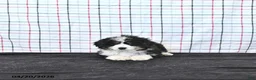 Mini Aussiedoodle dogs for sale: Willow  EXRTA SMALL - Ad 2