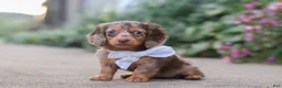 Miniature Dachshund dogs for sale: Rosie - Ad 6