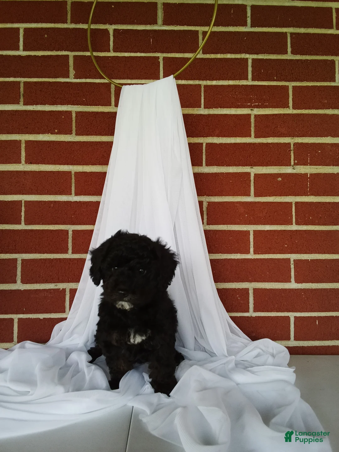 Yorkiepoo dogs for sale: 🐾 Meet Jackson – Beautiful F1B Yorkiepoo Puppy! 🐾 - Ad 1