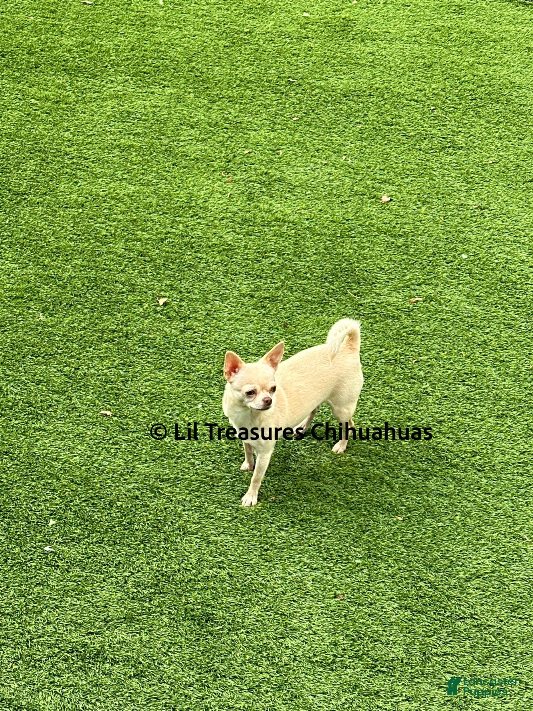 Chihuahua dogs Chihuahua Puppy 2 - Ad 2