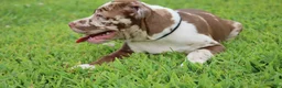 American Bully dogs for sale: Polaris - Ad 4