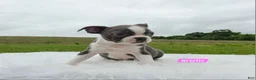 Boston Terrier dogs for sale: Brielle  - Ad 5