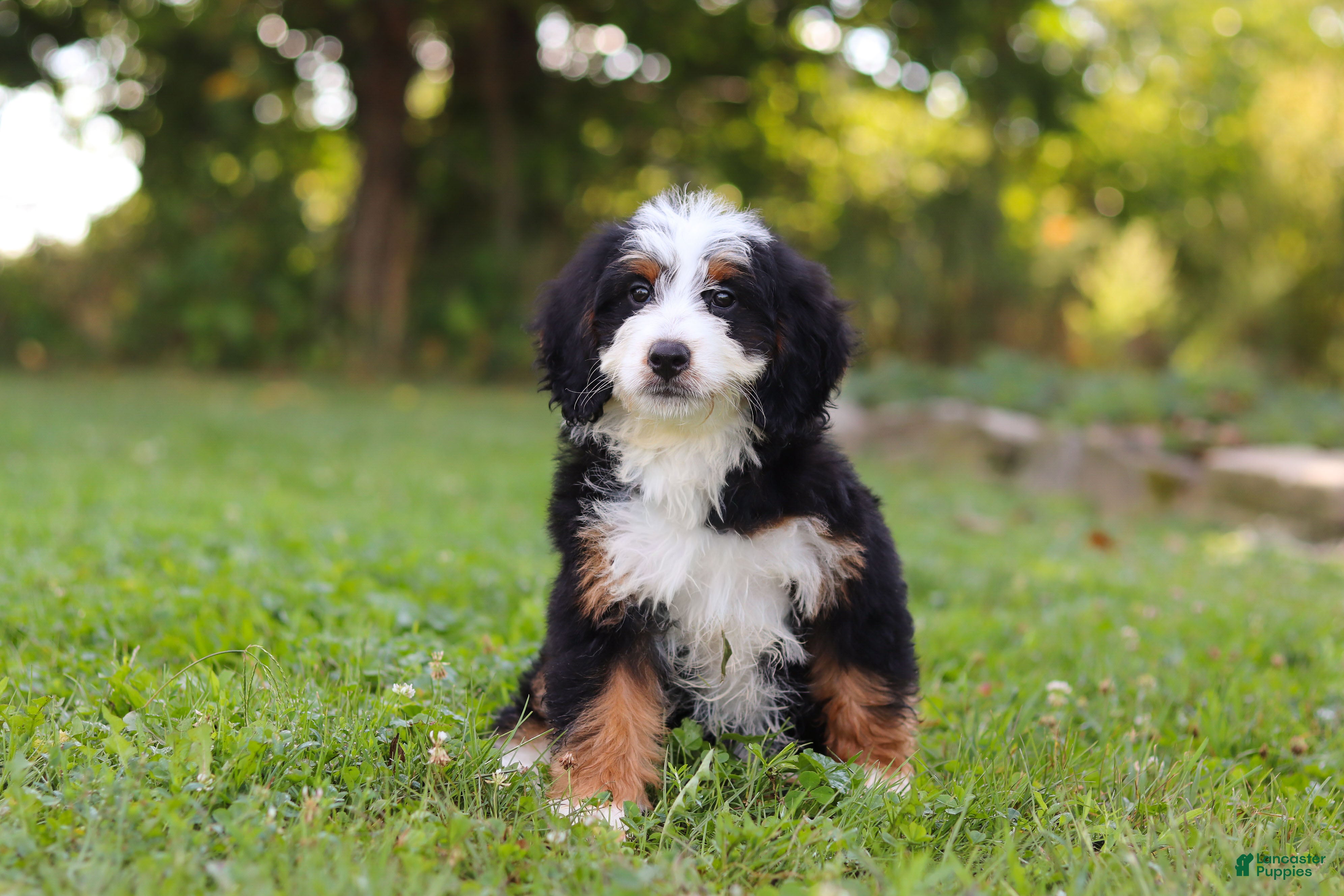 Mini Bernedoodle dogs Pixie - Ad 2