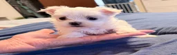 Maltese dogs for sale: Maltese 2 female - Ad 3