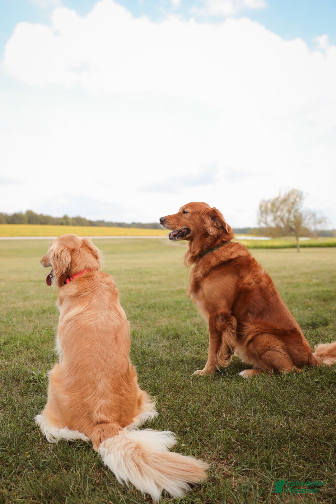 Golden Retriever dogs for sale: Golden Retriever litter of 8 puppies - Ad 6