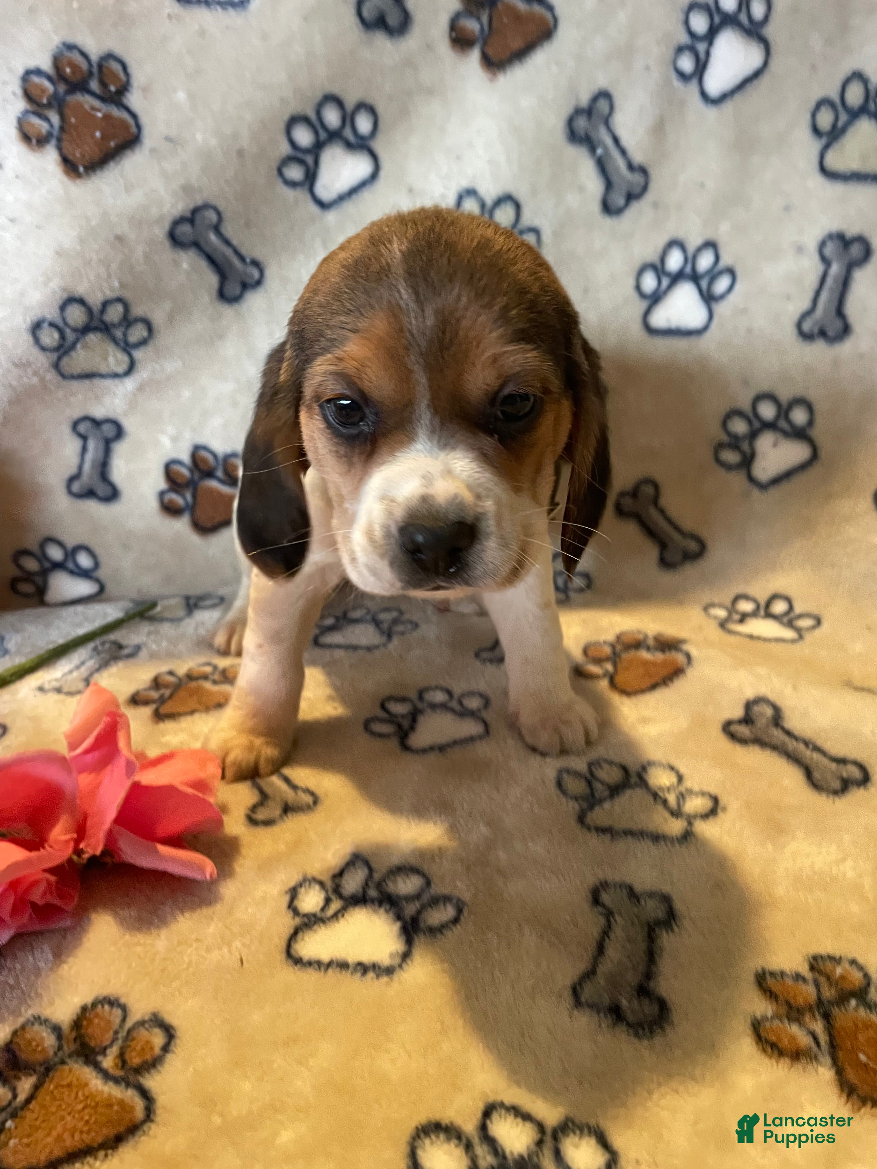 Beagle dogs Bonnie - Ad 9