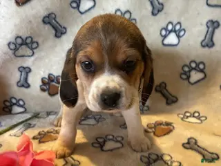 Beagle dogs Bonnie - Ad 9