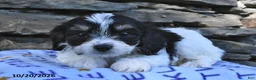 Cavachon dogs for sale: Dolly - Ad 2