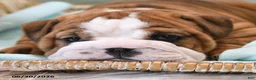 English Bulldog dogs for sale: Buster - Ad 3