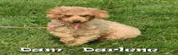 Miniature Poodle dogs for sale: Bingo - Ad 10