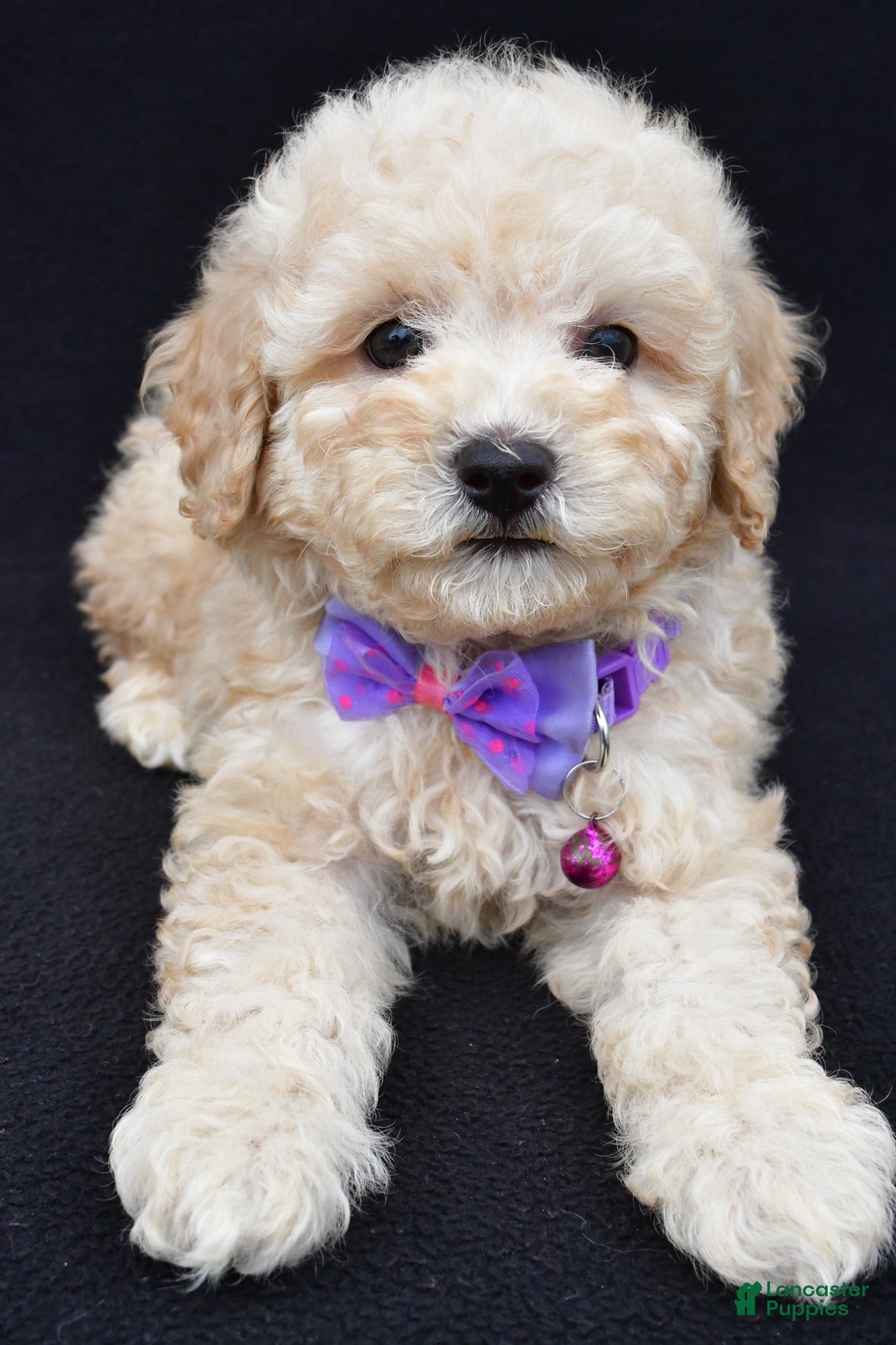 Miniature Poodle dogs Audrey  - Ad 2
