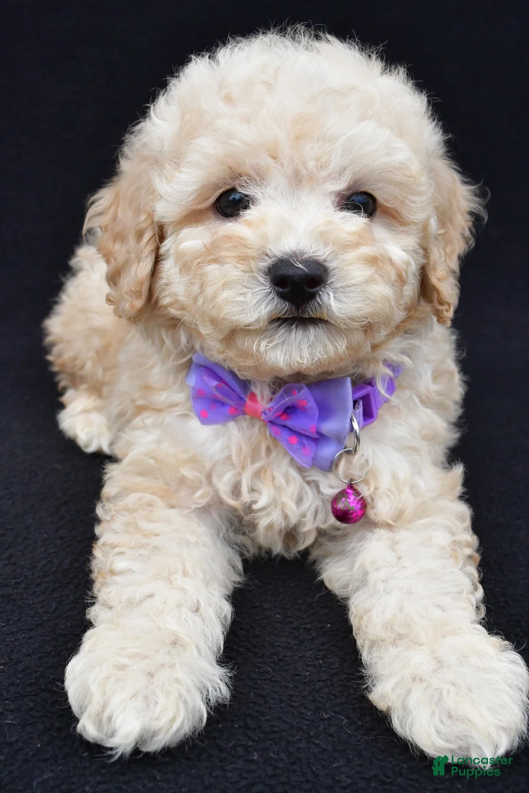 Miniature Poodle dogs for sale: Audrey  - Ad 2