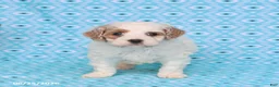 Cockapoo dogs for sale: Diamond - Ad 3