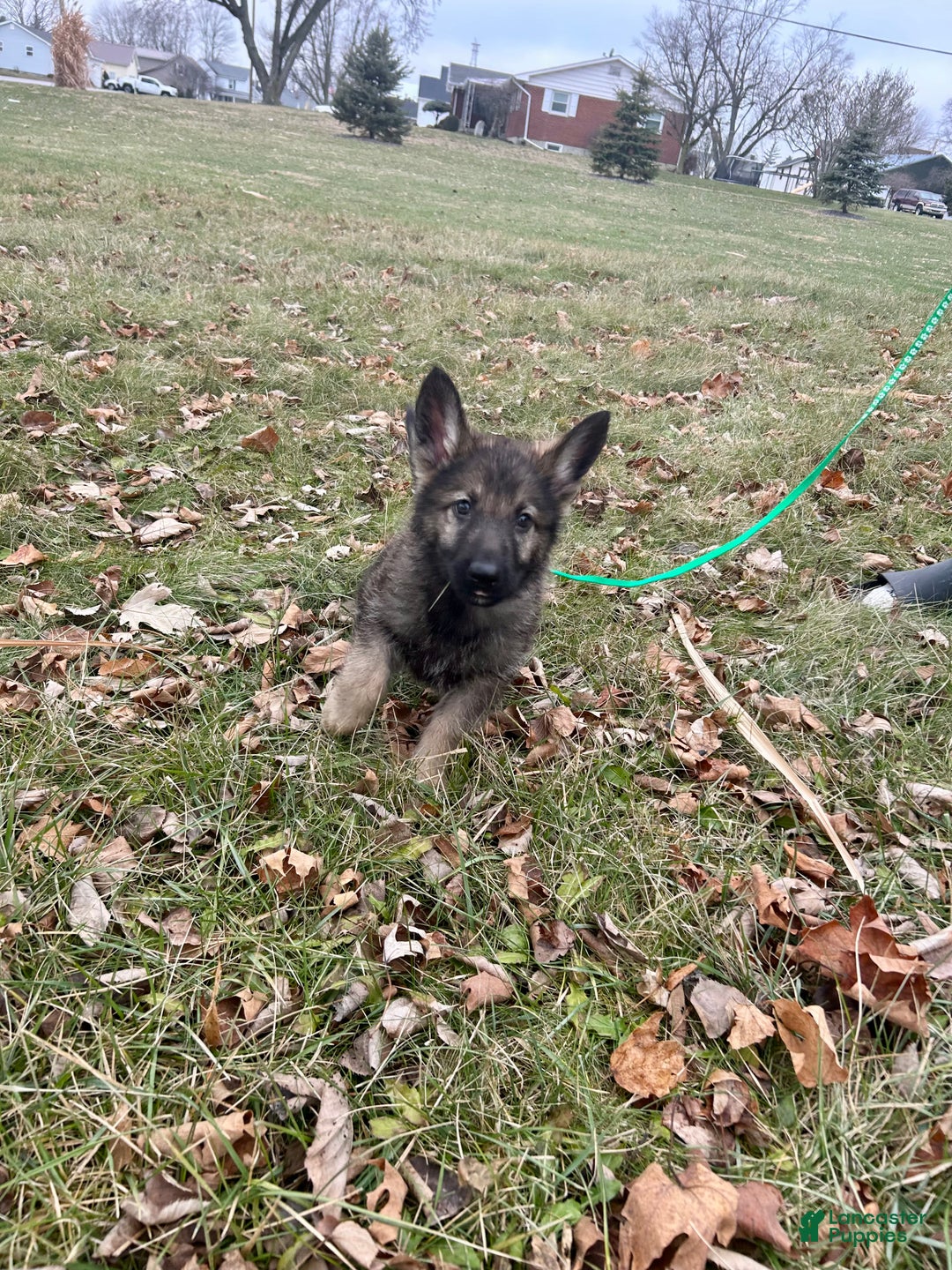 German Shepherd dogs for sale: German Shepherd Dark Green - Ad 3