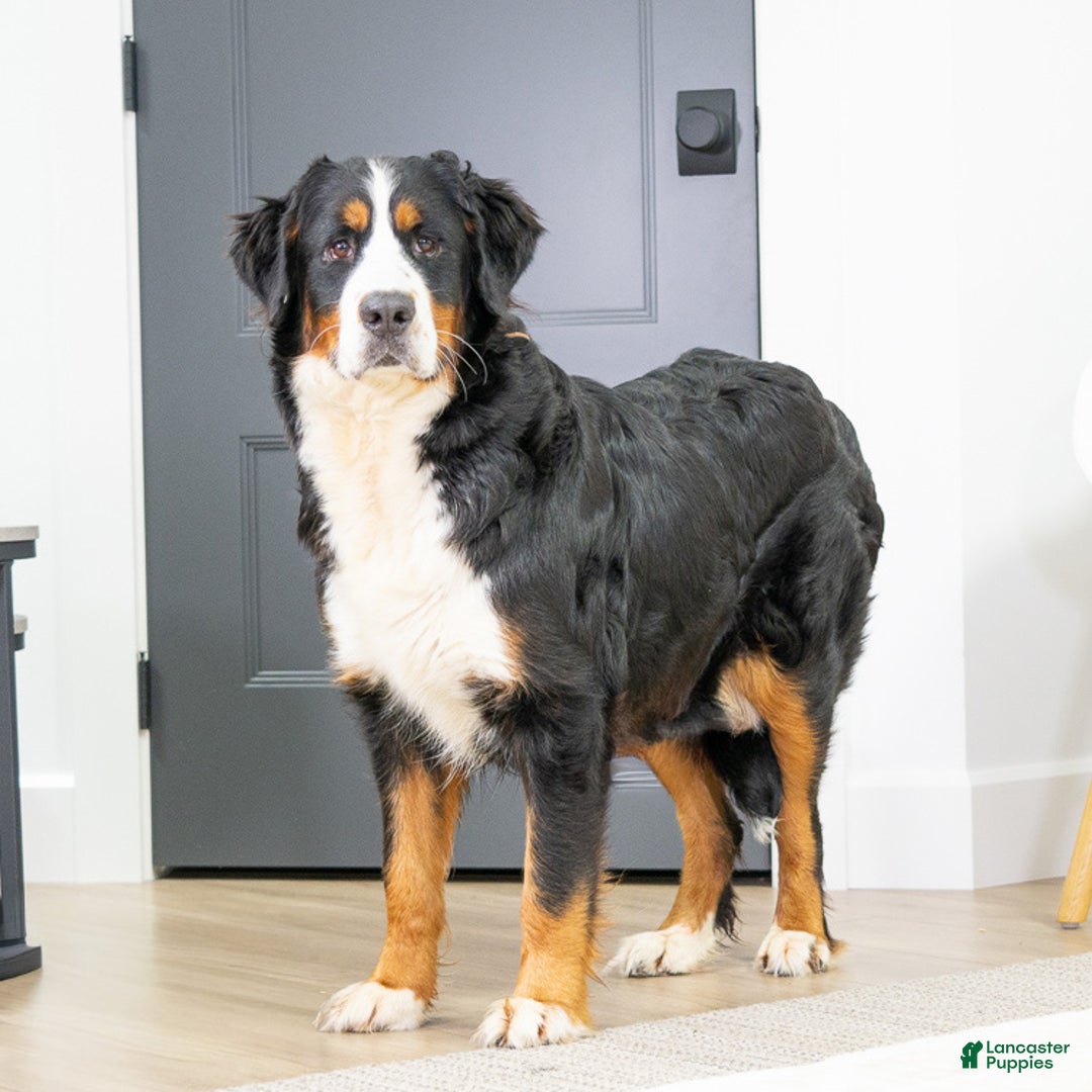 Mini Bernedoodle dogs for sale: Ivory - Ad 4