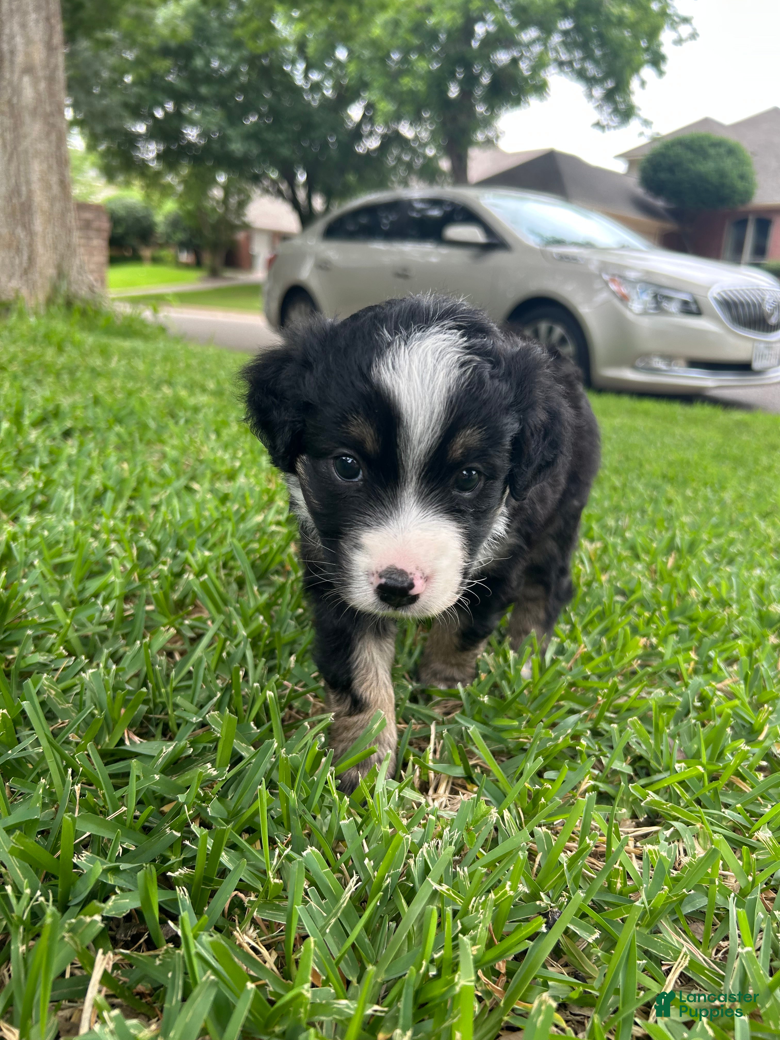 Miniature Australian Shepherd dogs for sale: Rue - Ad 5