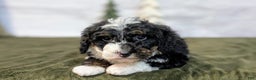 Mini Bernedoodle dogs for sale: Patrick - Ad 5