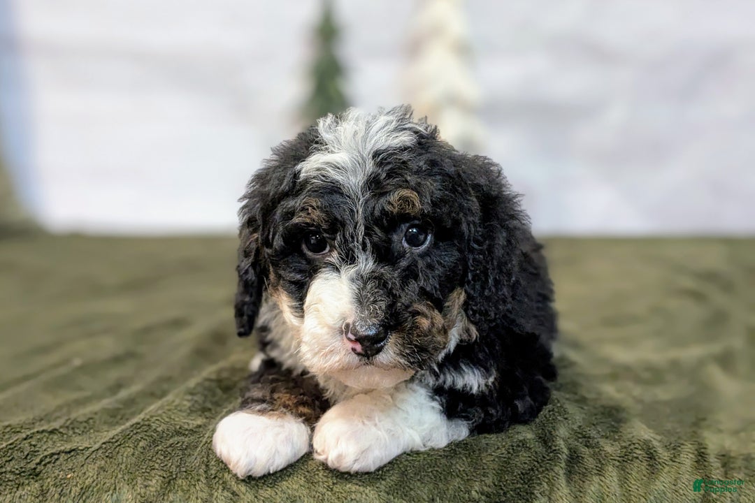 Mini Bernedoodle dogs for sale: Patrick - Ad 5