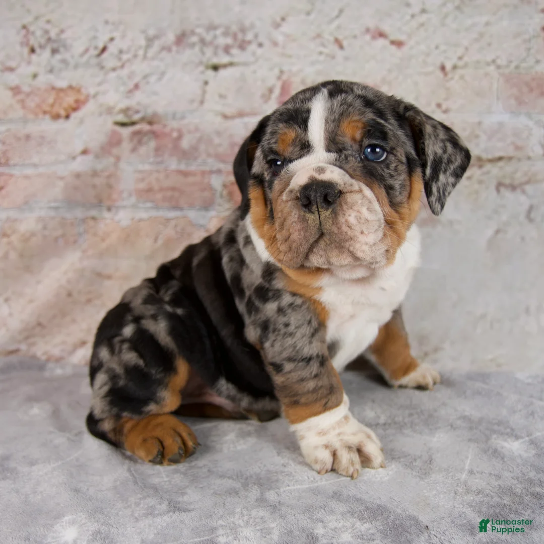 Beabull dogs for sale: Titan - Ad 2