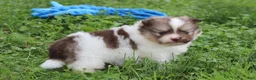 Pomeranian dogs for sale: Bentley  - Ad 10