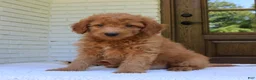 Mini Goldendoodle dogs for sale: Toby  - Ad 3