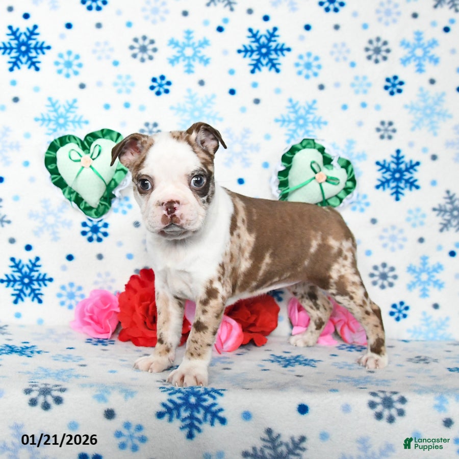 Boston Terrier dogs Confetti - Ad 8