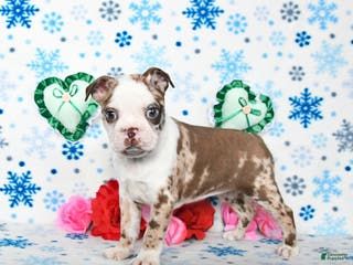 Boston Terrier dogs Confetti - Ad 8