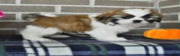Shih Tzu dogs for sale: Caleb - Ad 4