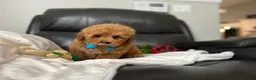 Mini Goldendoodle dogs for sale: Louis - Ad 4