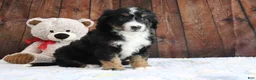 Mini Bernedoodle dogs for sale: Jase - Ad 3