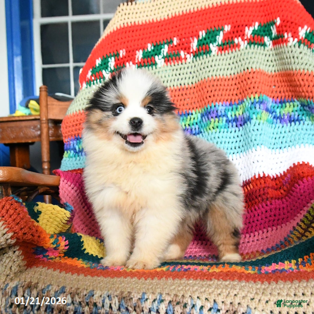 Toy Australian Shepherd dogs for sale: Cindy - Ad 5