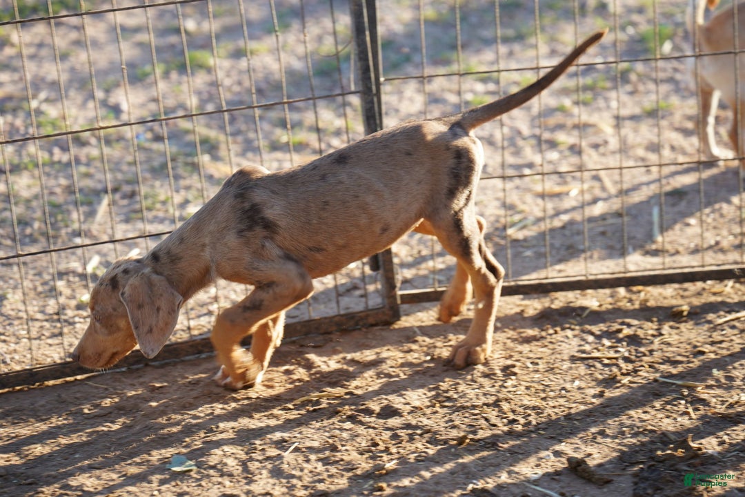 Mixed Breed dogs for sale: POL Lilac Fawn Merle F RT - Ad 8