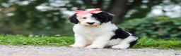 Sheepadoodle dogs for sale: Alayna - Ad 3