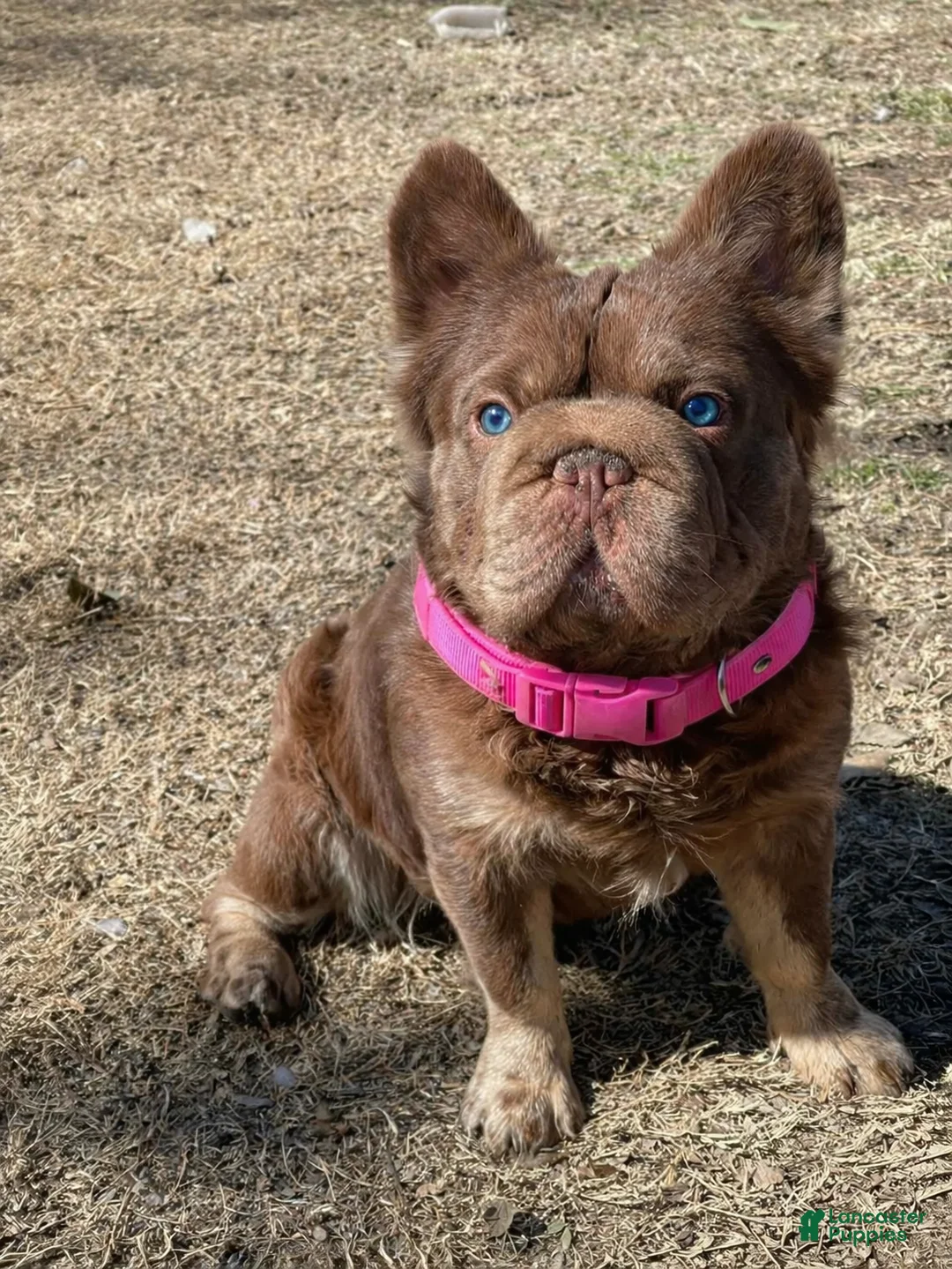French Bulldog dogs for sale: French Bulldog Puppy 3 - Ad 4
