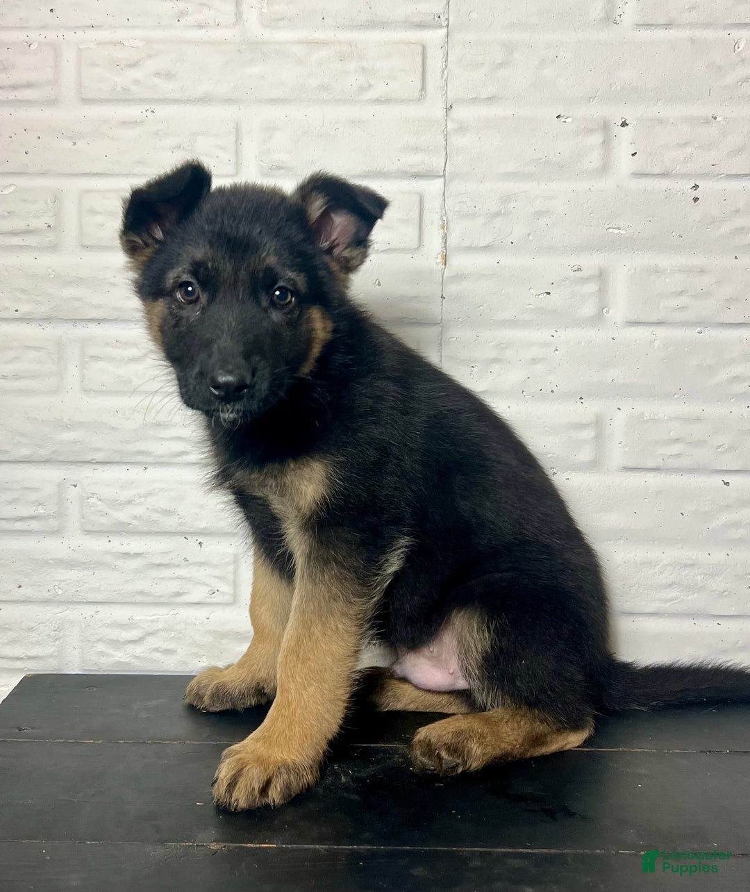 German Shepherd dogs for sale: Denver - Ad 3