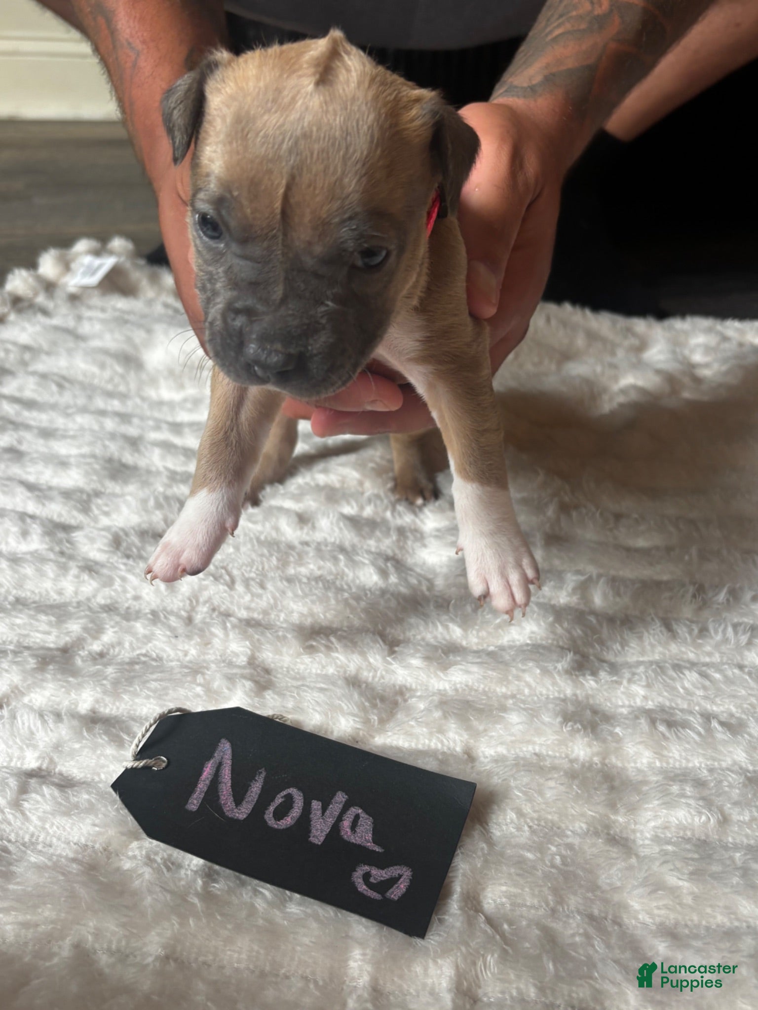 American Pit Bull Terrier dogs Nova  - Ad 28