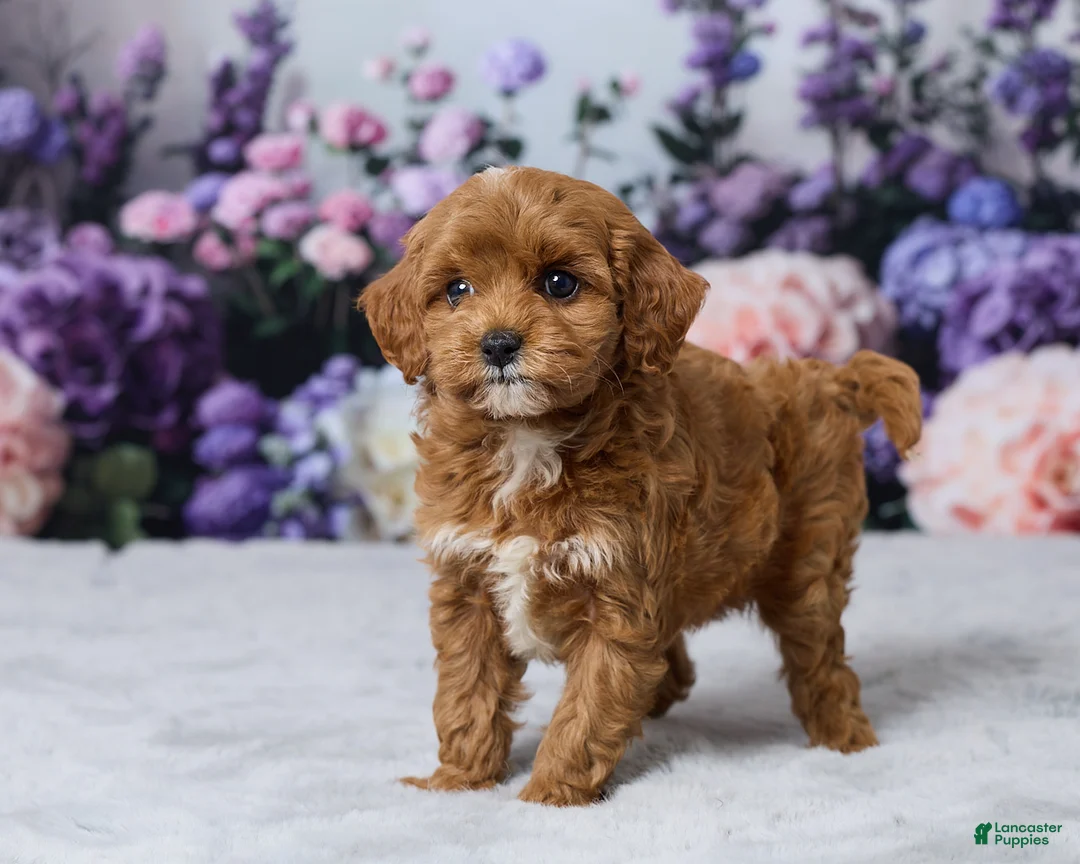 Cavapoo dogs for sale: Lilly - Ad 5