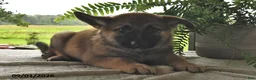 Mixed Breed dogs for sale: Bailey  - Ad 3