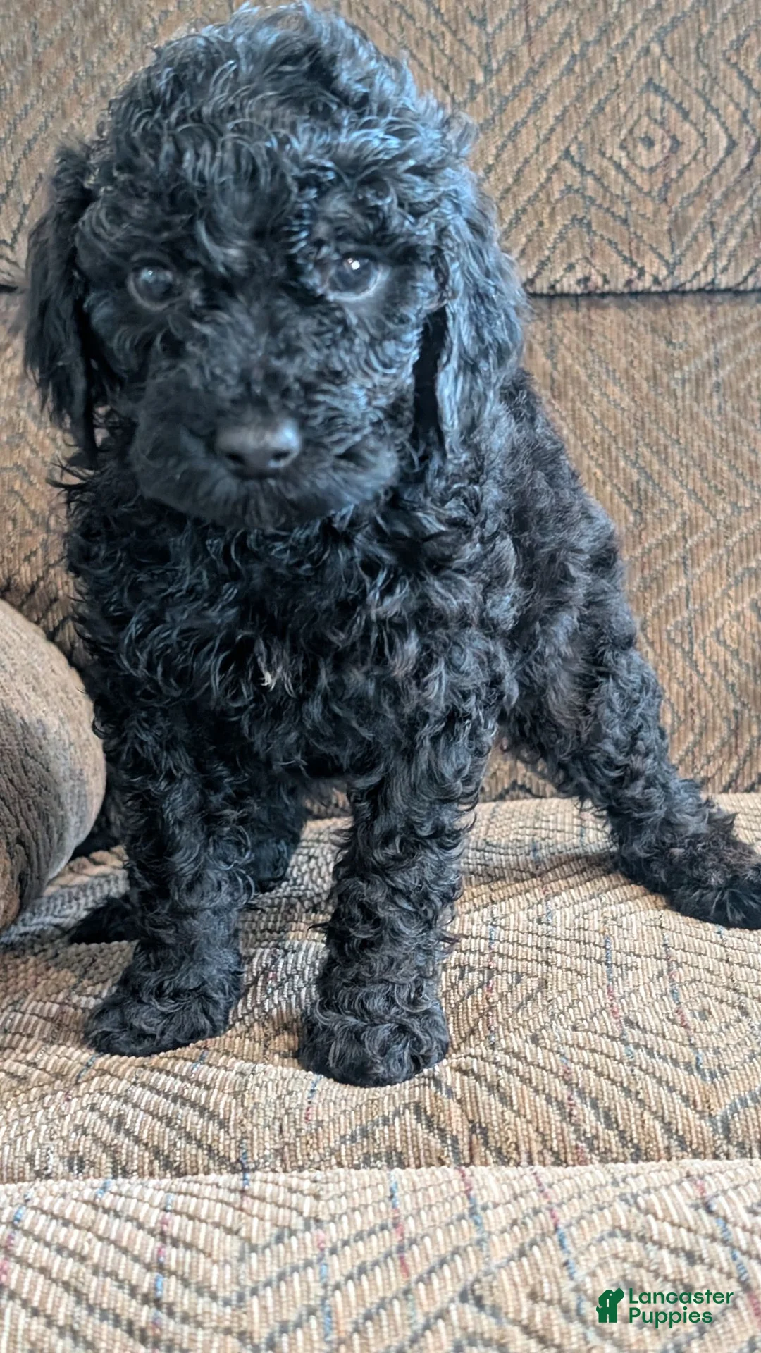 Miniature Poodle dogs for sale: Milah - Ad 3